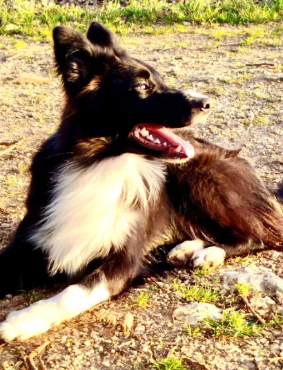 Chien heureux éduqué par Wonder Dog en Charente