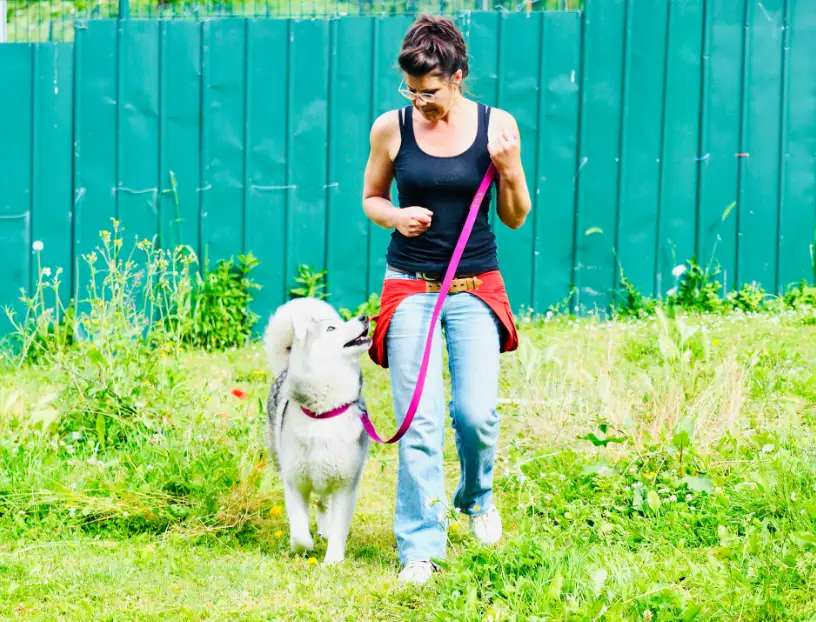 Éducation canine individuelle Angoulême Services de dressage et éducation canine Wonder Dog