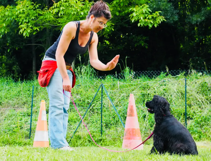 Comportementaliste canin Charente Services de dressage et éducation canine Wonder Dog