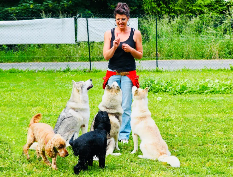 Cours collectifs chien Angoulême Services de dressage et éducation canine Wonder Dog