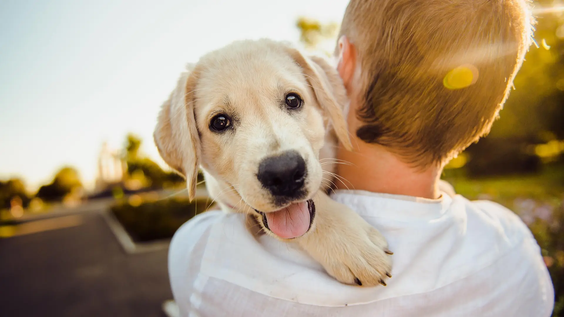 Chien apprenant avec méthode positive Approche d'éducation positive pour chien par Wonder Dog 
