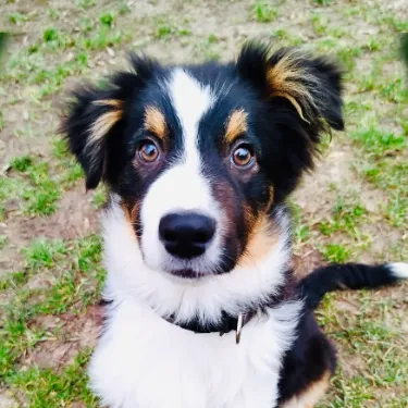 Compréhension du comportement canin Approche d'éducation positive pour chien par Wonder Dog