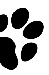 Empreinte de patte